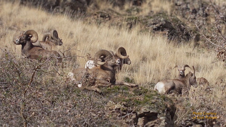 A group of bighorn sheep with large curved horns resting among desert brush and dry grass