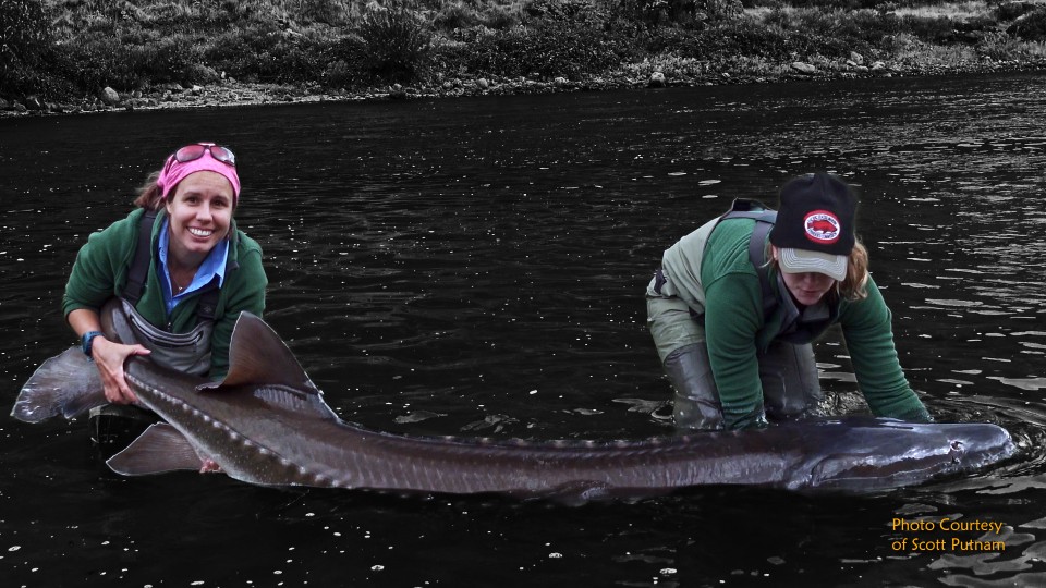Two anglers in green waders hold a large sturgeon in shallow river water, both smiling at the camera